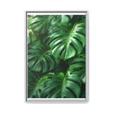 Monstera Elegance: Floating Leaves Fine Art Print