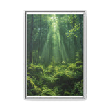 Ancient Redwood Majesty: Sunlit Forest Art Print