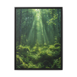 Ancient Redwood Majesty: Sunlit Forest Art Print